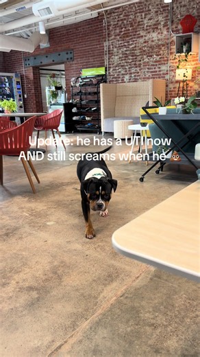 Dog Butt Issues: UTI & Painful Poop Advice