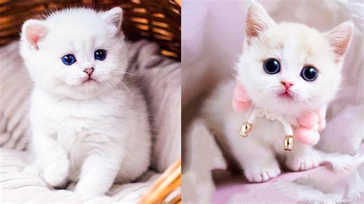 Unbelievable Cat Moments: Prepare for a Laugh Riot