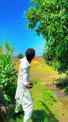 #میرا_سہنا_پنڈ_بلندی_اوتاڑ_ضلع_قصور🌾🍃❤️🌅🌴🍂 #danishmayo1 #danishmayo