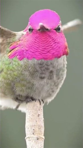 This Bird Literally Changes Color Before Your Eyes ✨🪶