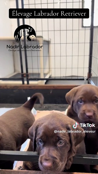 Découvrez les adorables labradors chocolats de Nadir