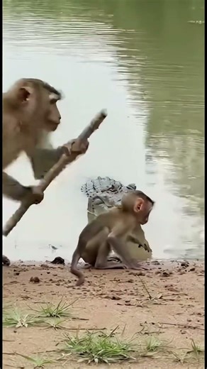 The baby monkey escaped the crocodile when its mother arrived just in time. #animals