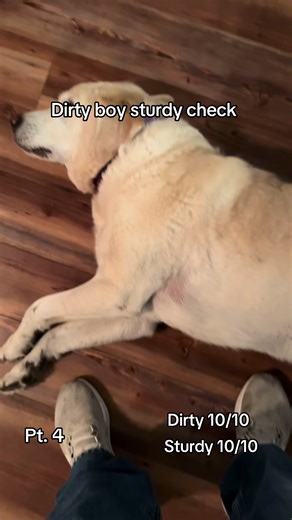 The Adventures of a Mud-Loving Puppy