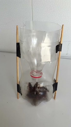 Homemade cockroach Trap from recycled PET coke bottle