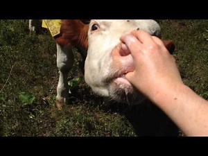Cow is eating my hand