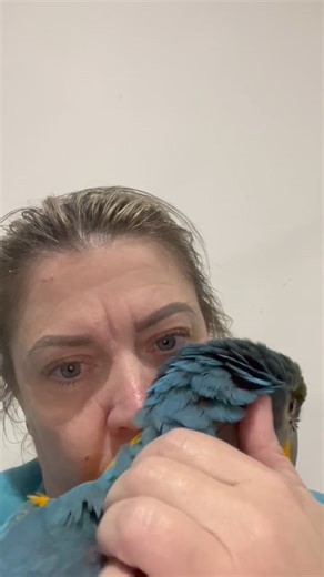 42K views · 2.7K reactions | There is absolutely no doubt that Mateo is a Mumma’s boy !! Can hear Odin having a fly close by too. These boys just have the best lives ever.. and 2 boisterous young macaws can not always be easy to manage.. but Bec and Reilly have it sorted ! That baby squeak is beyond adorable Mateo ❤️殺❤️ | Macaws And More | Facebook