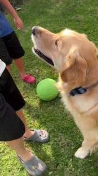 Dog poisoned in San Diego backyard