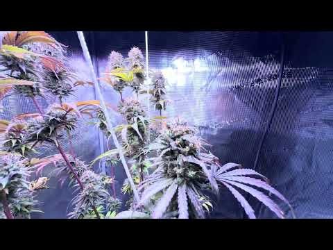 Harvest Day & Controlling Humidity With Spider Farmer GGS Drying Setup 🌱