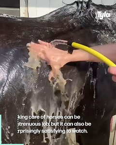 Horse care and grooming is so satisfying to watch! 😍🤩 | LADbible Australia