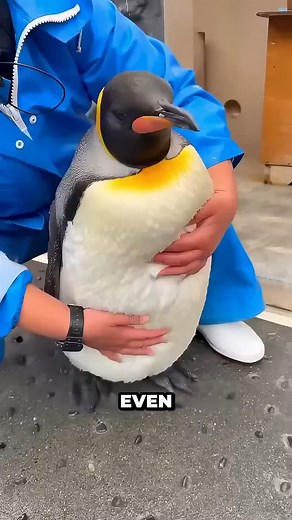 What Happens If You Pet a Penguin? 😳🐧 #penguin #animals #wildlife #cuteanimals #funfact | Binge Watch