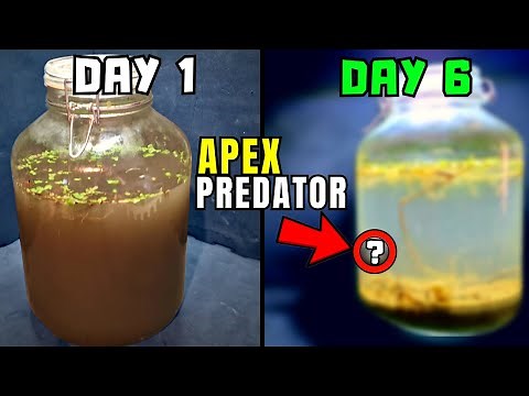 I put nothing but dirt and water from a pond in a jar