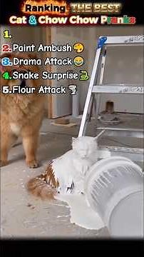 Ultimate Cat vs Dog Prank War 🔥