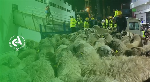 4.4K views · 51 reactions | Port d'Alger: Arrivée du 2eme navire en provenance de Roumanie transportant 12 milles têtes de moutons | Canal Algérie | Facebook