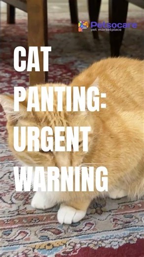 Cat Panting: Urgent Warning
