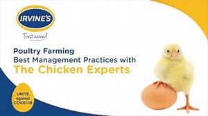 BROODING PREPERATION ! A week before arrival: ------------------------------ • The brooder and all equipment must have been cleaned, disinfected and rested for 10 days prior to preparation. • There must not be any residual matter from previous flocks. • Prepare adequate heaters, drinkers, feeders, thermometers and lighting with intensity of 20 lux. • Put up the side curtains at minimum ventilation (double curtains in winter) and false ceiling. • Put litter/bedding evenly to a depth of 10cm and r