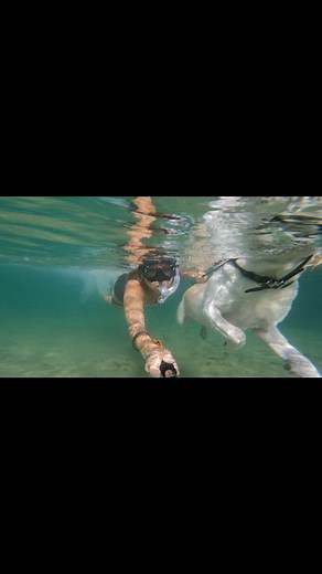 10K views · 61 reactions | Swimming, diving and snorkeling with Persa The Labrador #gopro #labrador #underwaterphotography | Persa the Labrador | Facebook