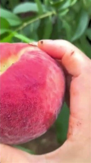 peaches good for snacks #fruit #fruitrees #garden #nature