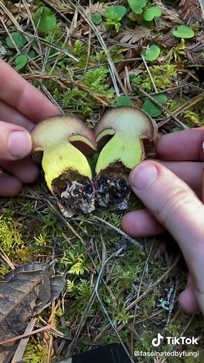 Bitter Bolete (Caloboletus) Color Change Experiment