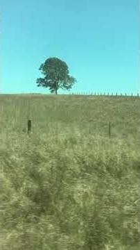 Brisbane to Sydney XPT Daysitter Train Trip Nov 2025 #windowview #australia