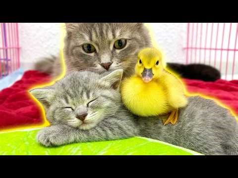 Unbelievable! Mother Cat Adopts Ducklings and Raises Them With Her Kittens