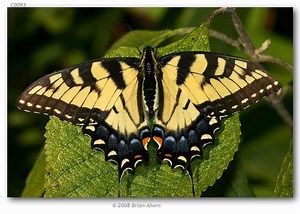 Papilio glaucus - Alchetron, The Free Social Encyclopedia