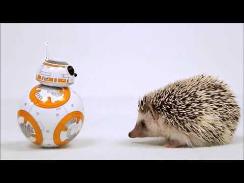 BB 8 Big Adventure