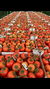 Tomato time #greenhouse #gardening #asmr #garden #reels #farming #satisfying #food #agriculture #tomato #vegetables #gardenharvest #shorts #harvesting #fruits | JUMOH Han
