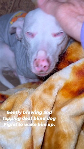 52K views · 5.2K reactions | This is our tiny deaf blind pink dog Piglet as he is woken up to go out to pee before heading upstairs for the night. Have a good peaceful sleep.勺勺勺勺勺勺勺 | Piglet, the deaf blind pink puppy. | Facebook