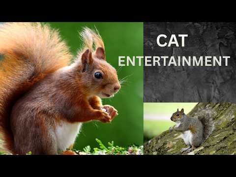 Squirrel Video for Cats 50 Minutes - Cat Entertainment