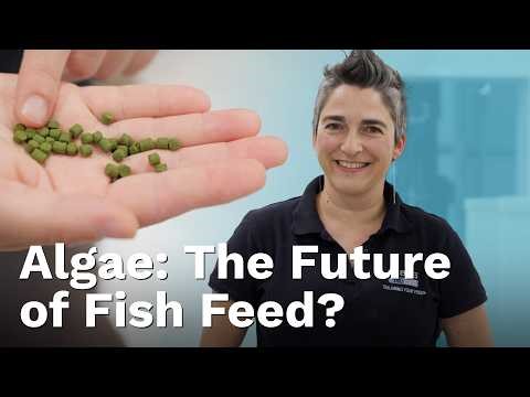 The Tiny Superfood That Could Revolutionise Fish Farming Forever