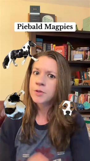 The etymology of piebald and magpie! NOTES: Pica is pronounced “peeka” in Latin but “pigh-ca” in English, and probably should have distinguished that. Pica is also an English term from typesetting, likely named after a book that had a pied/mottled look to its pages. #etymology #piebald #etymologytok #History #typography #magpie #birds #wordorigi | Zafarris Jass Authon