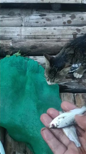 jatah si mujair kang penunggu lapak #mancingserudanasyik #mancingdiwaduk #mancingtawessiripmerah