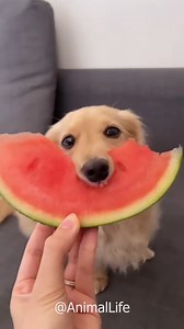 Dog eating food 🐶🥦🍗🌰 | Animal Life