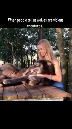 Anneka Svenska on Instagram: "When people tell us wolves are vicious creatures..🤦‍♀️ . . . . #wolves #wolf #wolfdog #bluebay #cuteanimals #petstagram #cutedogs"