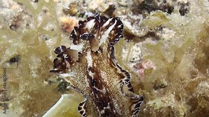 nudibranch discodoris boholiensis aka flatworm discodoris crawls upwards through seaweed, close-up front part. this nudi mimics an unpalatable flatworm called pseudobiceros