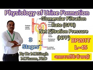 Physiology of Urine Formation | Glomerular Filtration Rate (GFR) | HAP-II | L~45