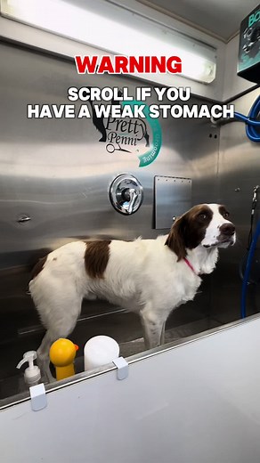 Dog Anal Gland Expression: A Guide for Pet Owners