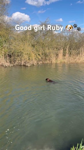 River swims with Ruby the cocker spaniel. #dogshorts #happydogs #happypets #dogactivity #dogwalk