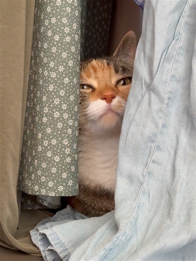 Juju Fitcats on Reels