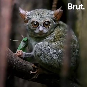 2.7M views · 20K reactions | Each of its eyes weighs more than its brain.  | Brut nature | Facebook