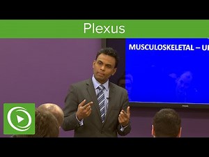 Plexus: Structure & Overview – MRCS | Lecturio