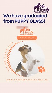 🥳🥳 CONGRATULATIONS 🥳🥳 Well done to the Puppy Class who graduated this week!! Our next Puppy Classes start on 4th March. Find out more: https://www.oaktreeanimals.org.uk/events/puppy-training-classes.html | Oak Tree Animals' Charity