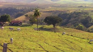 Cow, Animal, Cattle. Free Stock Video