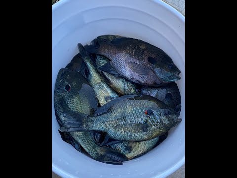Lake Guntersville Bream Fishing Adventure: You Won't Believe How Many we Caught