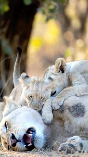 White Lioness Sick Mother Cubs in Danger #junglemonster #wildlife #junglehunter #animals