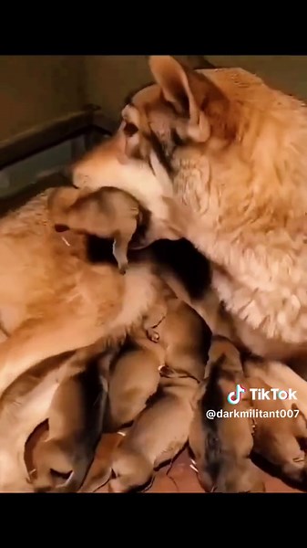 Wolves and Cubs: Heartwarming Family Interactions