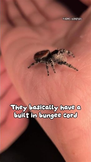 My spider is SUPER smart 🤓 #petspider #shorts #jumpingspider