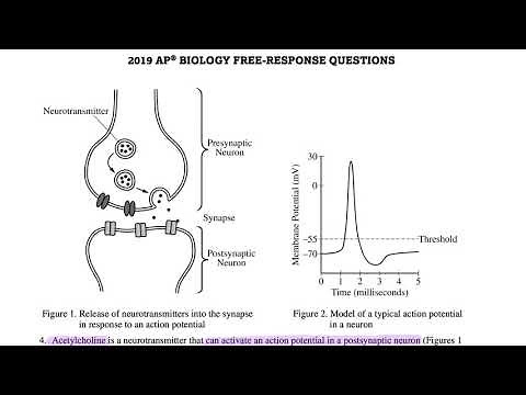 2019 AP Biology Free Response Solutions - Mr. Grodski