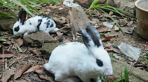 Two black and white rabbits are foraging in the yard