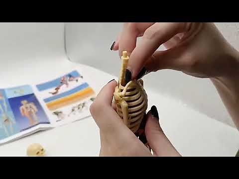 Detachable complete human body with skeleton (Science toy )